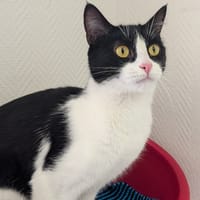 FILS, chat à adopter