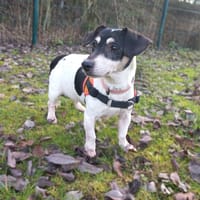 Cali, chienne à adopter