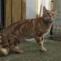 Edouard, chat à adopter