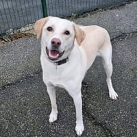 HOWARD, chien à adopter