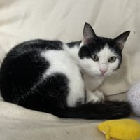 Snoop (réservé), chat à adopter