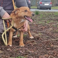 BARBALALA, chienne à adopter