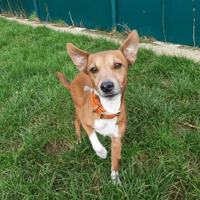 CARAMEL, chienne à adopter