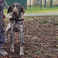BARBIDOU, chien à adopter