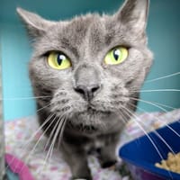 ZELIE, chatte à adopter