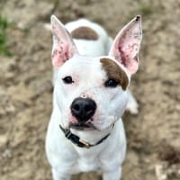 Iris, chienne à adopter