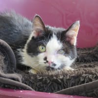 Aurélien, chat à adopter