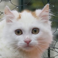Aristide, chat à adopter