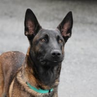 P'tit Lu, chien à adopter