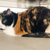 Lola, chatte à adopter