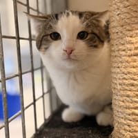 LOIS, chatte à adopter