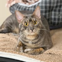 Silver CAB5109, chat à adopter