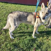 OXY, chienne à adopter