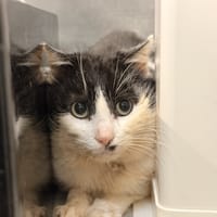 JONATHAN, chat à adopter