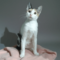 NKAMI CHA, chatte à adopter