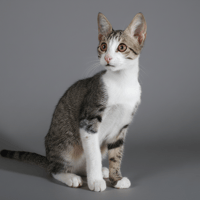 BACOCO CHA, chat à adopter