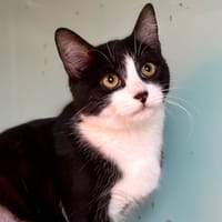 Confetti, chatte à adopter