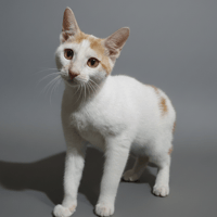 MILO CHA, chat à adopter