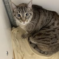 Moka, chat à adopter