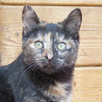 Austine, chatte à adopter