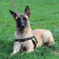 JESSY, chienne à adopter