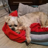 GIBSON PAS ICAD, chien à adopter