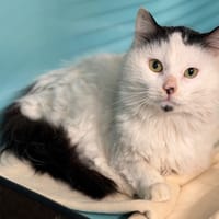 Merlin CAB5107, chat à adopter