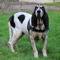 Java, chienne à adopter