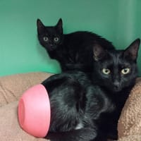 PAB28460 Hella, chat à adopter