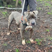 SEBASTIEN, chien à adopter