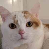 FIGOLU, chat à adopter