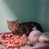 PIKE, chatte à adopter