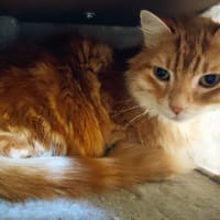 MOGLIE (réservé), chat à adopter