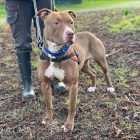 MAYA, chienne à adopter