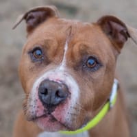 DJAZZ, chien à adopter