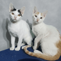 TRUFFE CHA, chat à adopter