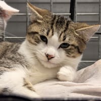 JAZZ, chat à adopter