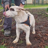 BARBOUILLE, chien à adopter