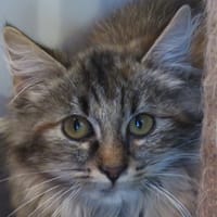 BREHAT, chatte à adopter