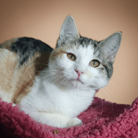 ALYSEE, chatte à adopter