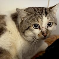 Philou, chat à adopter