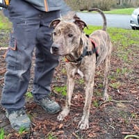 OSHA, chien à adopter