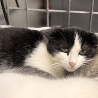 MILIO, chat à adopter