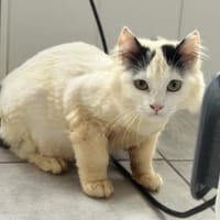 Alicie, chatte à adopter