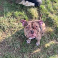 Xena, chienne à adopter