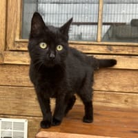 Anémone, chatte à adopter
