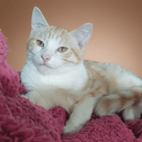 DOUDOU, chatte à adopter