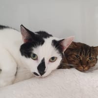 MAYA CHA, chatte à adopter