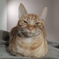 SUNI CHA, chat à adopter