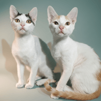 TROMPETTE CHA, chatte à adopter